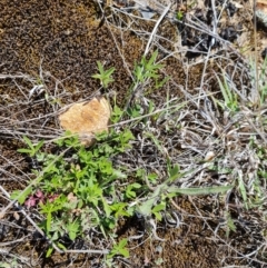 Cullen tenax (Tough Scurf-Pea) at Phillip, ACT - 12 Oct 2023 by Mike