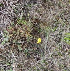 Goodenia pinnatifida (Scrambled Eggs) at Mawson Ponds - 12 Oct 2023 by Mike