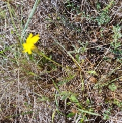 Goodenia pinnatifida at Phillip, ACT - 12 Oct 2023 11:27 AM