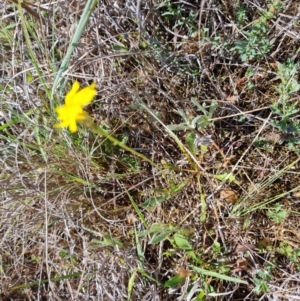 Goodenia pinnatifida at Phillip, ACT - 12 Oct 2023