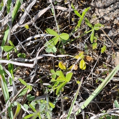 Cullen tenax (Tough Scurf-Pea) at Mawson Ponds - 12 Oct 2023 by Mike