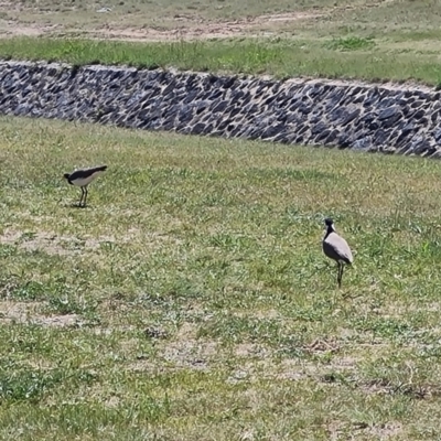 Vanellus miles (Masked Lapwing) at Phillip, ACT - 12 Oct 2023 by Mike