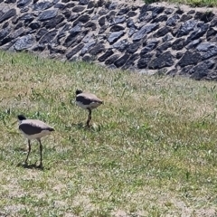 Vanellus miles at Phillip, ACT - 12 Oct 2023 11:45 AM