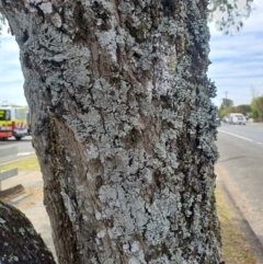 Unidentified Lichen, Moss or other Bryophyte at Milton, NSW - 12 Oct 2023 by Donnahumphries1