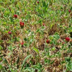 Trifolium incarnatum (Crimson Clover) at Phillip, ACT - 12 Oct 2023 by Mike