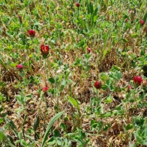 Trifolium incarnatum at Phillip, ACT - 12 Oct 2023 11:50 AM