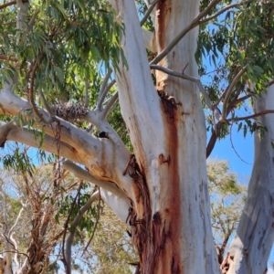 Eucalyptus saligna at Fyshwick, ACT - 12 Oct 2023