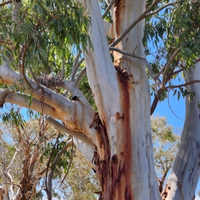 Eucalyptus saligna (Sydney Blue Gum) at Fyshwick, ACT - 12 Oct 2023 by Steve818
