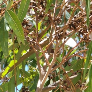 Eucalyptus saligna at Fyshwick, ACT - 12 Oct 2023 11:57 AM