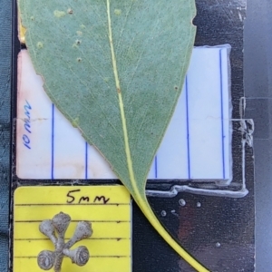 Eucalyptus camphora subsp. humeana at Fyshwick, ACT - 12 Oct 2023 12:37 PM