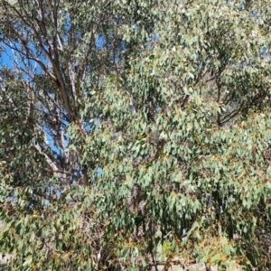 Eucalyptus camphora subsp. humeana at Fyshwick, ACT - 12 Oct 2023