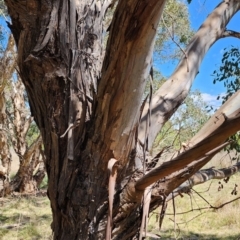 Eucalyptus camphora subsp. humeana at Fyshwick, ACT - 12 Oct 2023 12:37 PM