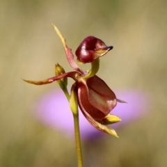 Caleana major (Large Duck Orchid) at Wingecarribee Local Government Area - 11 Oct 2023 by Snowflake