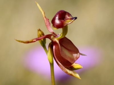 Caleana major (Large Duck Orchid) at Glenquarry, NSW - 11 Oct 2023 by Snowflake