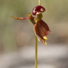 Caleana major at Glenquarry, NSW - 12 Oct 2023