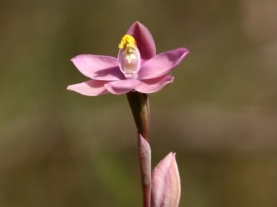 Thelymitra carnea (Tiny Sun Orchid) at Glenquarry, NSW - 11 Oct 2023 by Snowflake