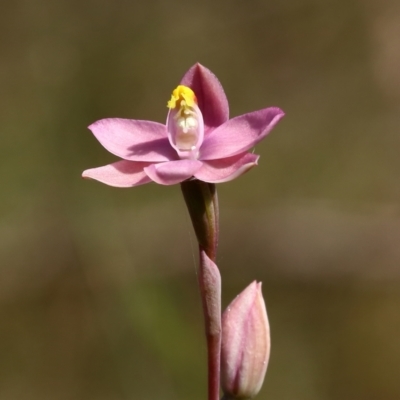 Thelymitra carnea (Tiny Sun Orchid) at Glenquarry, NSW - 12 Oct 2023 by Snowflake