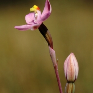 Thelymitra carnea at Glenquarry, NSW - 12 Oct 2023