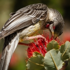 Anthochaera carunculata (Red Wattlebird) at Acton, ACT - 5 Oct 2023 by JuliaR