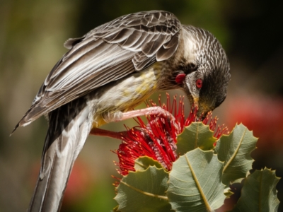 Anthochaera carunculata (Red Wattlebird) at Acton, ACT - 5 Oct 2023 by JuliaR