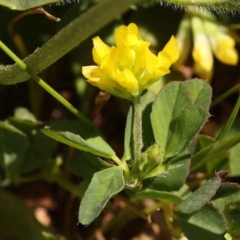 Trifolium dubium (Yellow Suckling Clover) at Sullivans Creek, Turner - 10 Oct 2023 by ConBoekel