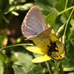 Zizina otis (Common Grass-Blue) at Turner, ACT - 10 Oct 2023 by ConBoekel