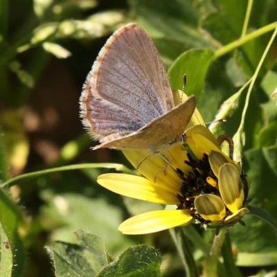 Zizina otis (Common Grass-Blue) at Turner, ACT - 10 Oct 2023 by ConBoekel