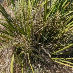 Lomandra multiflora (Many-flowered Matrush) at The Pinnacle - 12 Oct 2023 by CattleDog