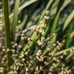 Lomandra multiflora at Belconnen, ACT - 12 Oct 2023 11:07 AM