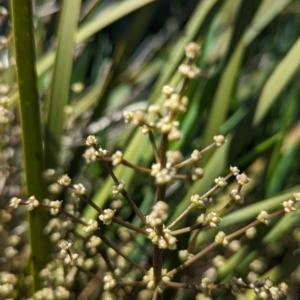 Lomandra multiflora at Belconnen, ACT - 12 Oct 2023 11:07 AM