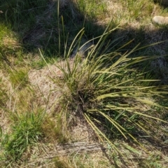 Lomandra multiflora at Belconnen, ACT - 12 Oct 2023 11:07 AM