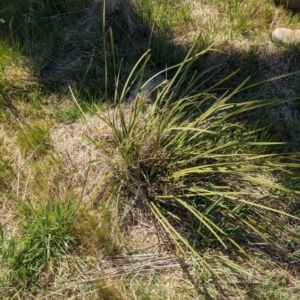 Lomandra multiflora at Belconnen, ACT - 12 Oct 2023