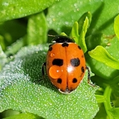 Hippodamia variegata (Spotted Amber Ladybird) at Lyneham, ACT - 12 Oct 2023 by trevorpreston