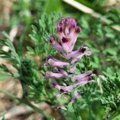 Fumaria muralis subsp. muralis (Wall Fumitory) at Sullivans Creek, Lyneham South - 12 Oct 2023 by trevorpreston