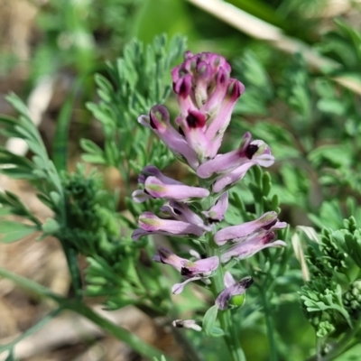 Fumaria muralis subsp. muralis (Wall Fumitory) at Sullivans Creek, Lyneham South - 12 Oct 2023 by trevorpreston