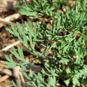 Fumaria muralis subsp. muralis at Lyneham, ACT - 12 Oct 2023