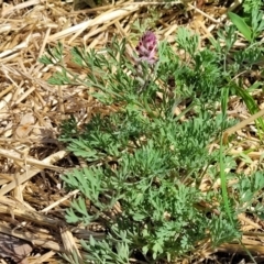 Fumaria muralis subsp. muralis at Lyneham, ACT - 12 Oct 2023