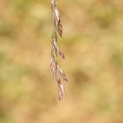 Lolium arundinaceum (Tall Fescue) at Turner, ACT - 10 Oct 2023 by ConBoekel
