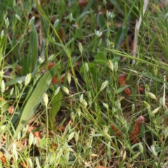 Moenchia erecta (Erect Chickweed) at Sullivans Creek, Turner - 10 Oct 2023 by ConBoekel