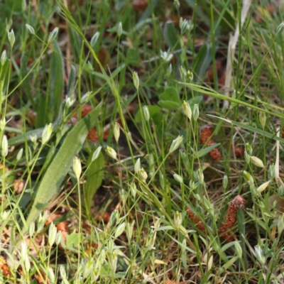 Moenchia erecta (Erect Chickweed) at City Renewal Authority Area - 10 Oct 2023 by ConBoekel