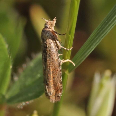 Strepsicrates semicanella (A Tortricid moth (Olethreutinae)) at Sullivans Creek, Turner - 10 Oct 2023 by ConBoekel