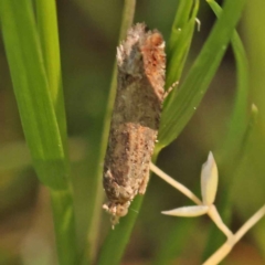 Strepsicrates semicanella at Turner, ACT - 10 Oct 2023 02:18 PM