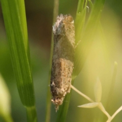 Strepsicrates semicanella at Turner, ACT - 10 Oct 2023 02:18 PM