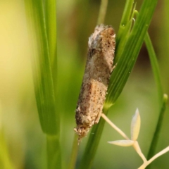 Strepsicrates semicanella at Turner, ACT - 10 Oct 2023 02:18 PM