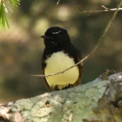 Rhipidura leucophrys (Willie Wagtail) at Sullivans Creek, Turner - 10 Oct 2023 by ConBoekel