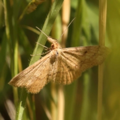 Scopula rubraria (Reddish Wave, Plantain Moth) at City Renewal Authority Area - 10 Oct 2023 by ConBoekel