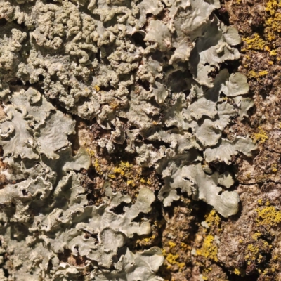 Unidentified Lichen at Haig Park - 10 Oct 2023 by ConBoekel