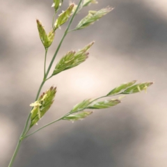 Festuca sp. (A Fescue) at Sullivans Creek, Turner - 10 Oct 2023 by ConBoekel