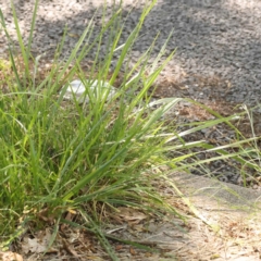 Festuca sp. at Turner, ACT - 10 Oct 2023