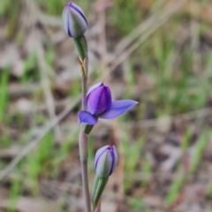 Thelymitra (Genus) (Sun Orchid) at Jerrabomberra, ACT - 12 Oct 2023 by Mike